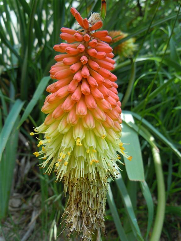 Kniphofia_uvaria