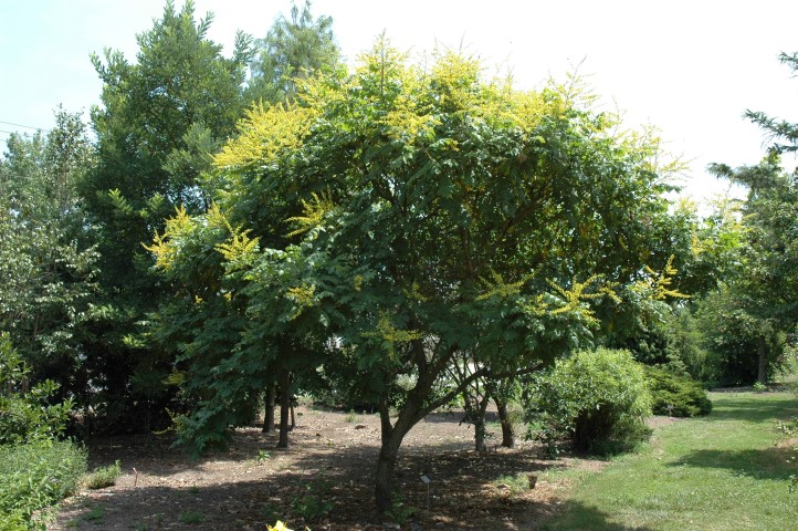 Koelreuteria Paniculata