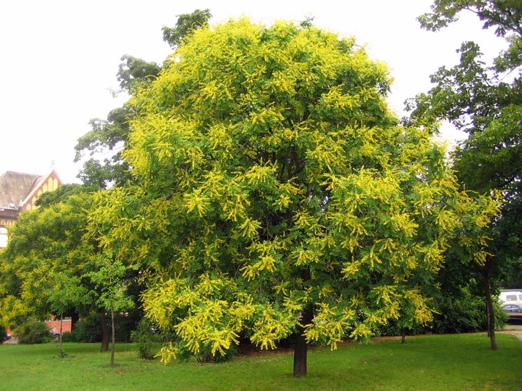 Koelreuteria paniculata 