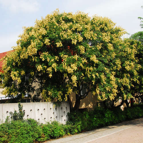 Koelreuteria paniculata