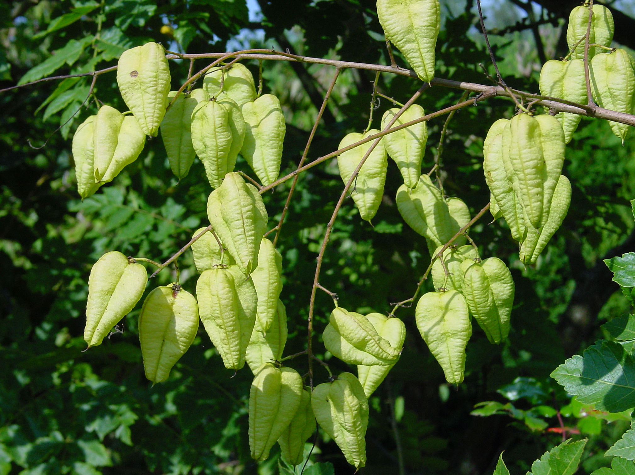 Koelreuteria_paniculata_C