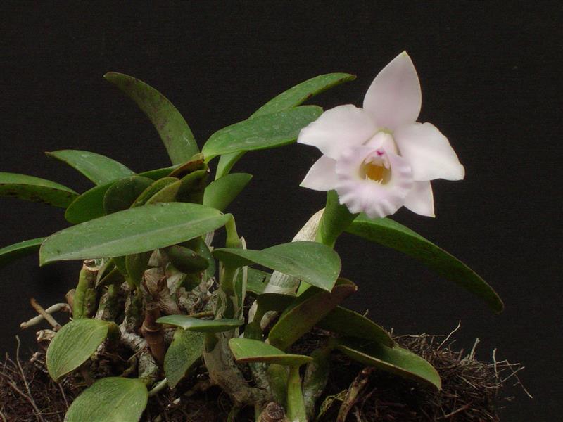 LAELIA alaori