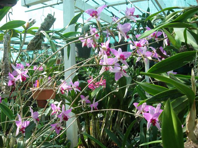 Laelia Anceps