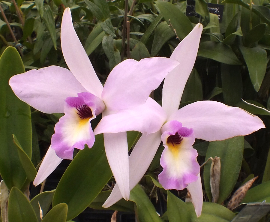 Laelia Maronii