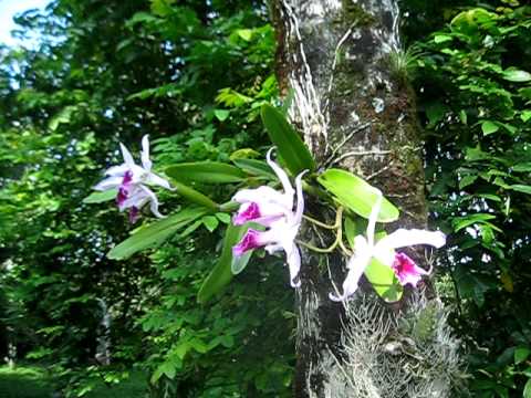 Laelia Purpurata