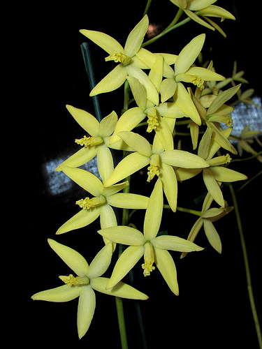 Laelia blumenscheinii