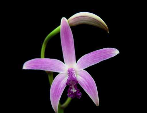 Laelia crispilabia