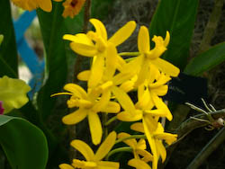 Laelia flava