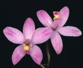 Laelia ghillanyi