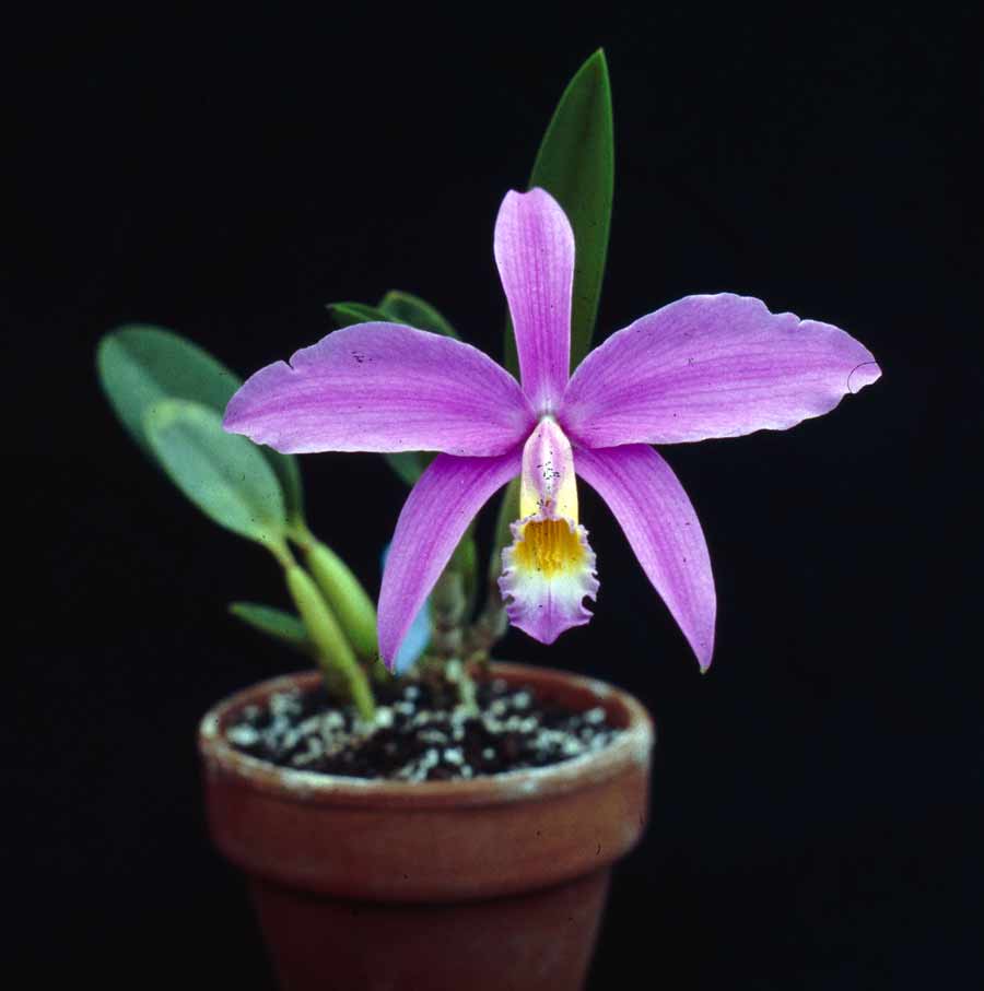 Laelia jongheana