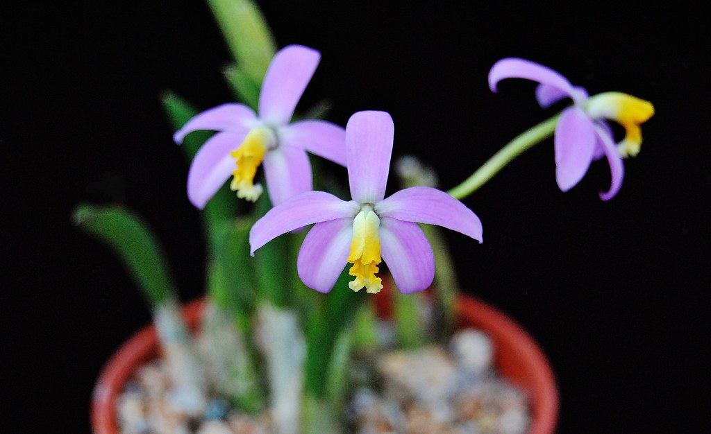 Laelia lucasiana