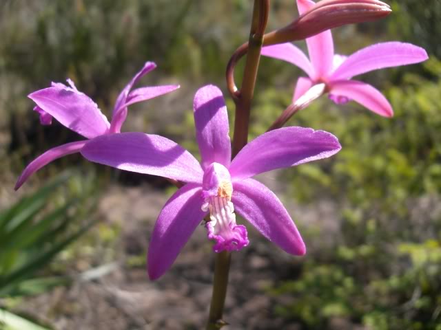 Laelia pfisteri