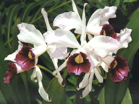 Laelia purpurata 01