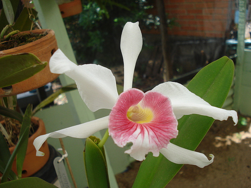 Laelia purpurata carne