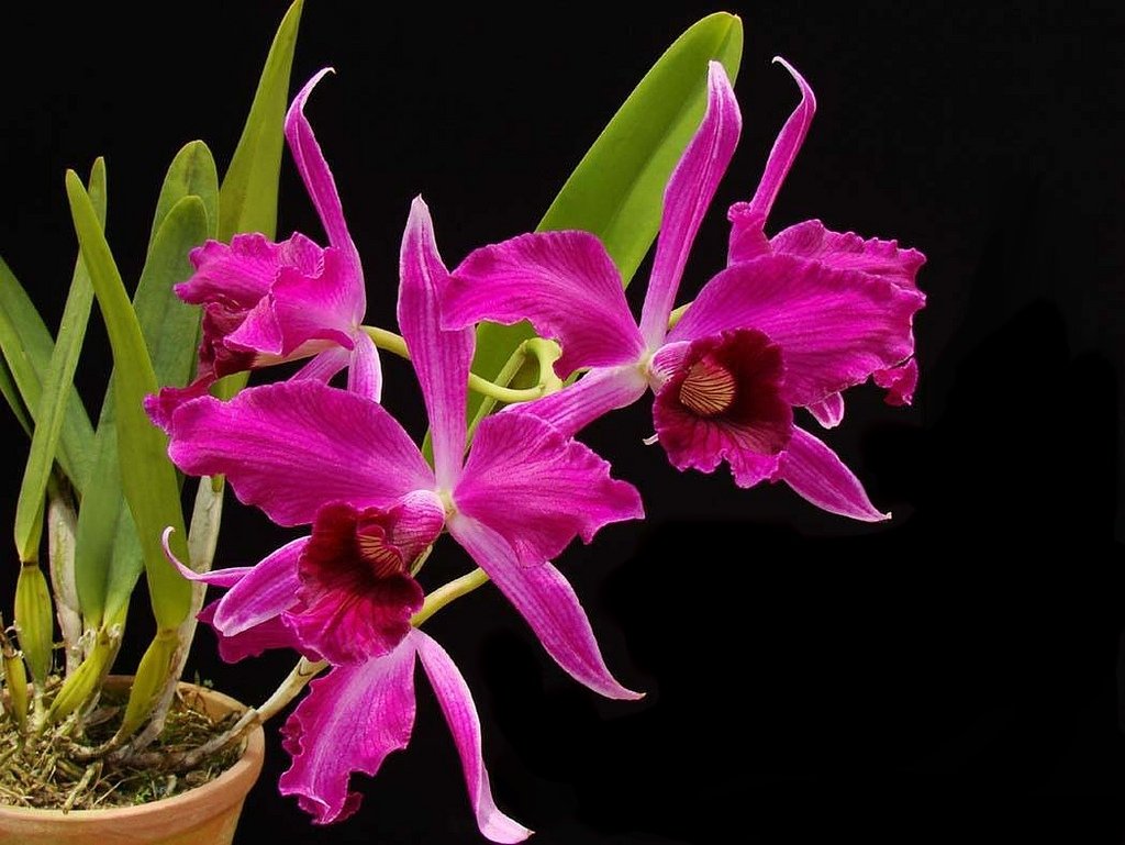 Laelia purpurata sanguinea