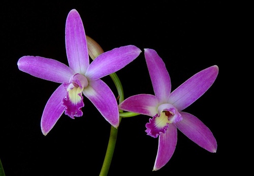 Laelia rupestris