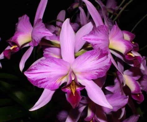 Laelia_anceps