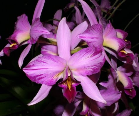 Laelia_anceps