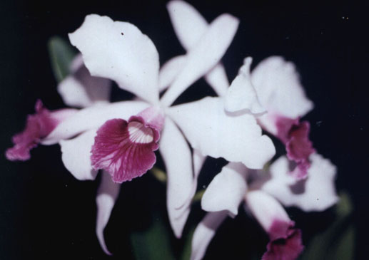 Laelia_purpurata