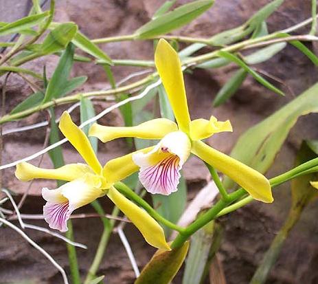 Laelia_xanthina