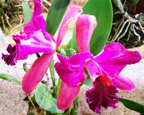 Laeliocattleya Rubra