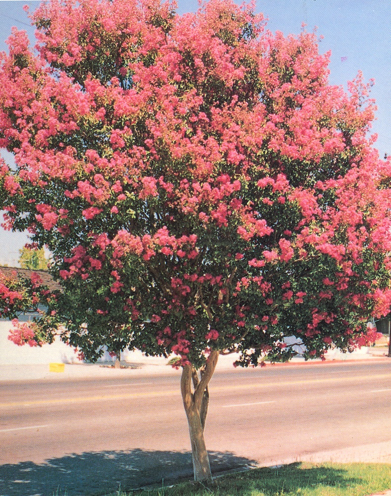 Lagerstroemia 'Tuscarora'