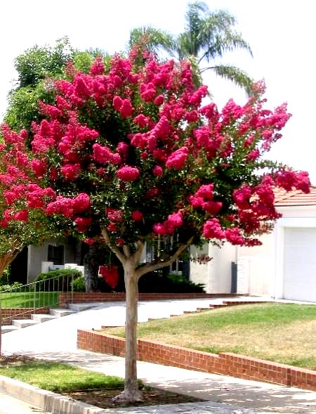 Lagerstroemia indica