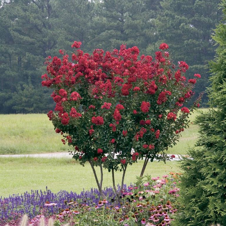 Lagerstroemia