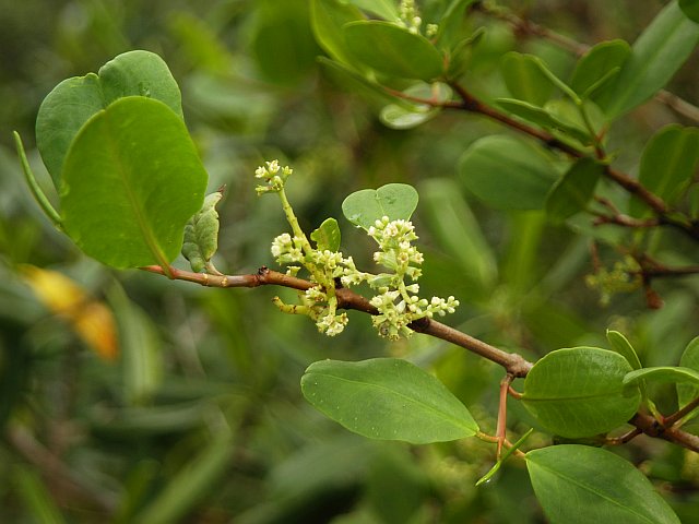 Laguncularia_racemosa