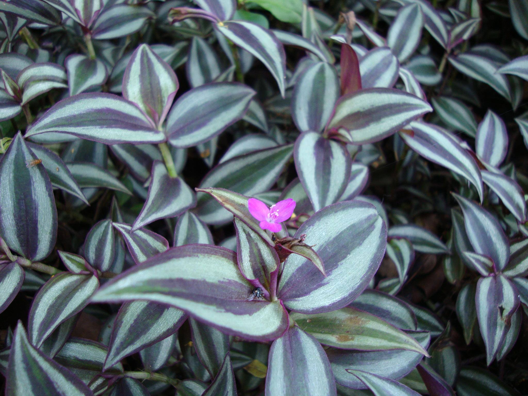Lambari (Tradescantia zebrina)3