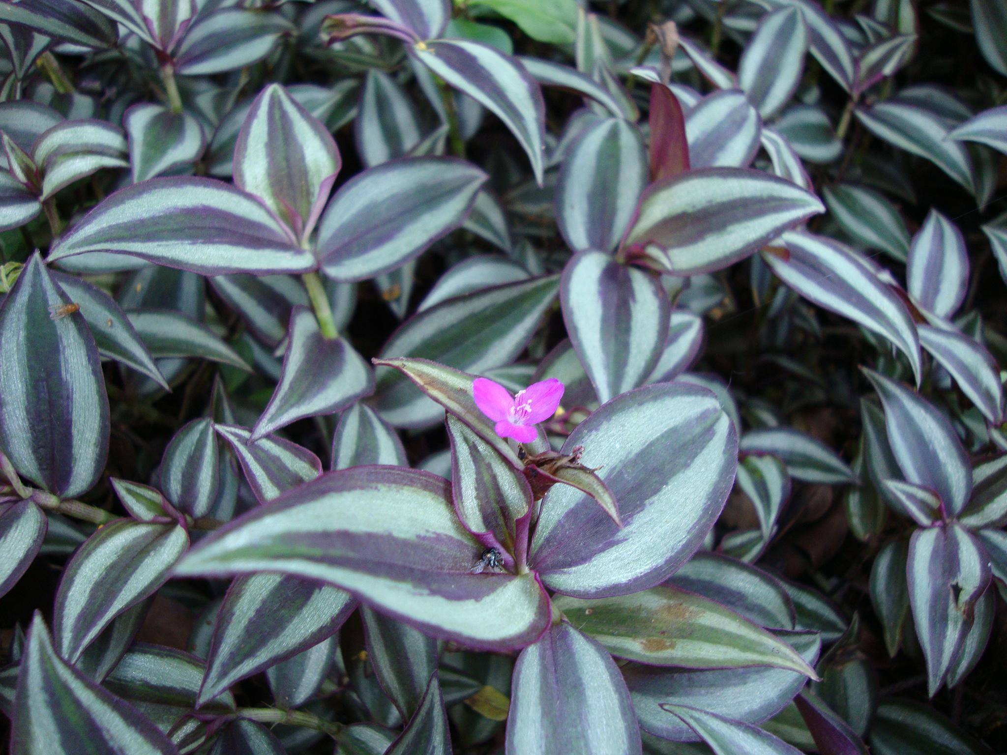 Lambari (Tradescantia zebrina)3