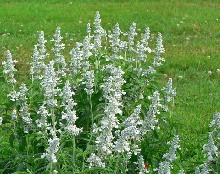 Lamiaceae-Salvia-farinacea-Cirrus-2-Sauge-farineuse-blanche