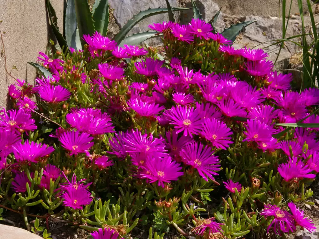 Lampranthus