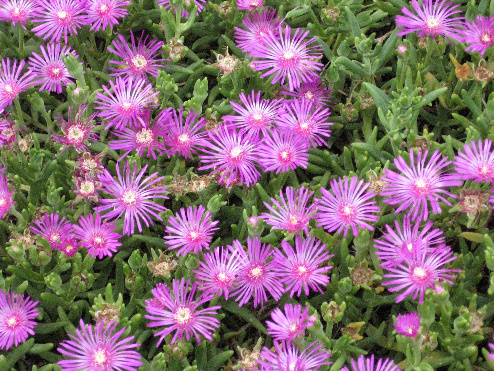 Lampranthus_inconspicuus