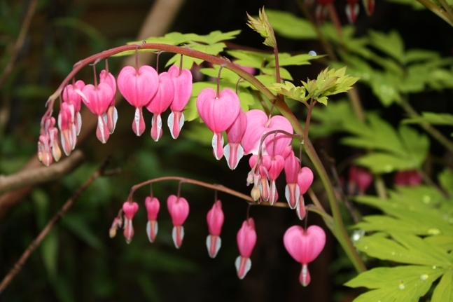 Lamprocapnos-Spectabilis-11