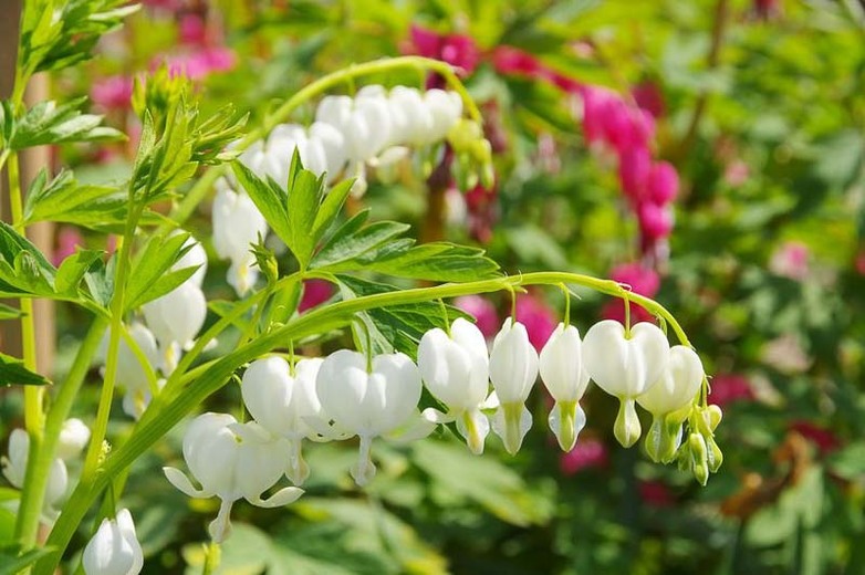 Lamprocapnos-Spectabilis-2