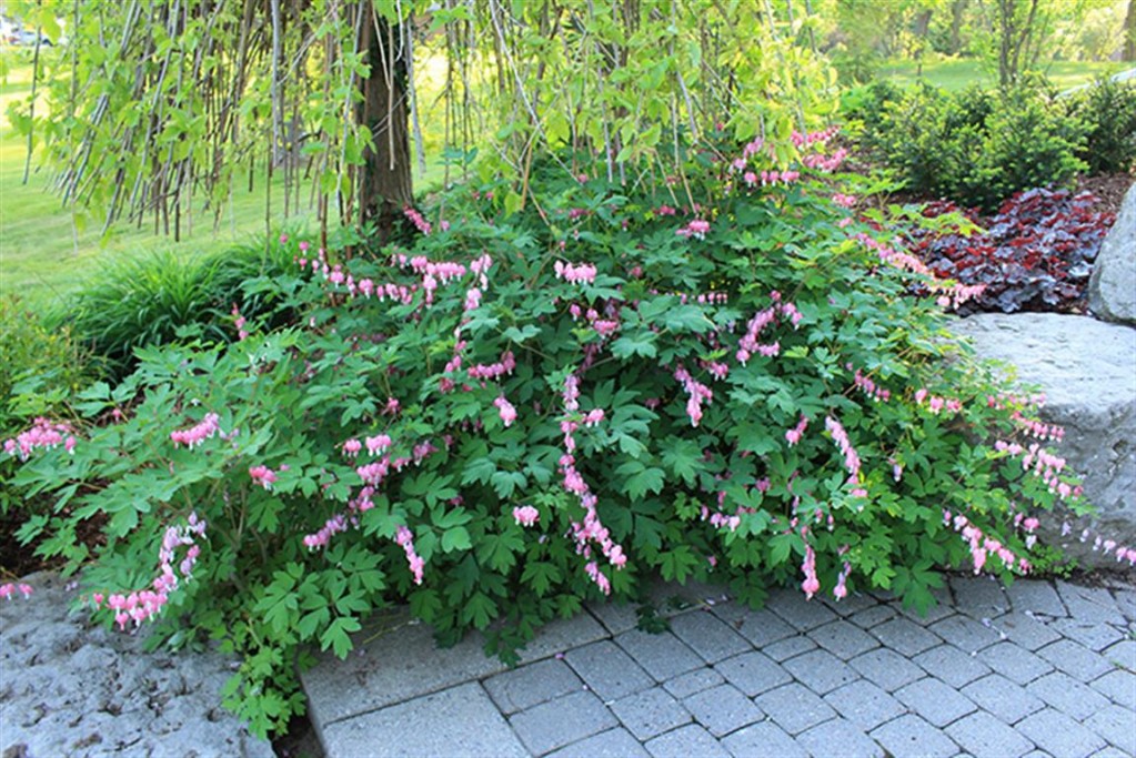 Lamprocapnos Spectabilis 