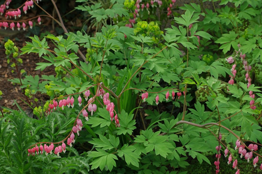 Lamprocapnos-spectabilis-5