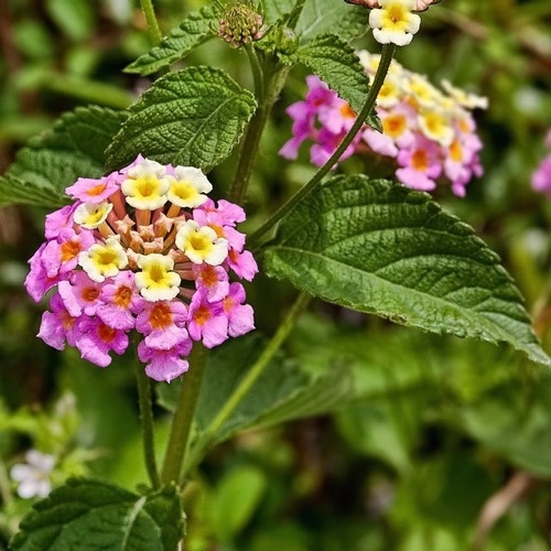 Lantana L.