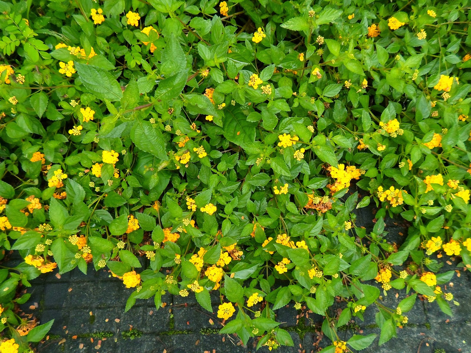 Lantana (Lantana camará)