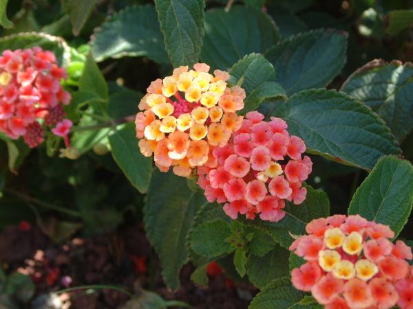 Lantana-de-Montevidéu