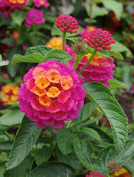 Lantana_2_