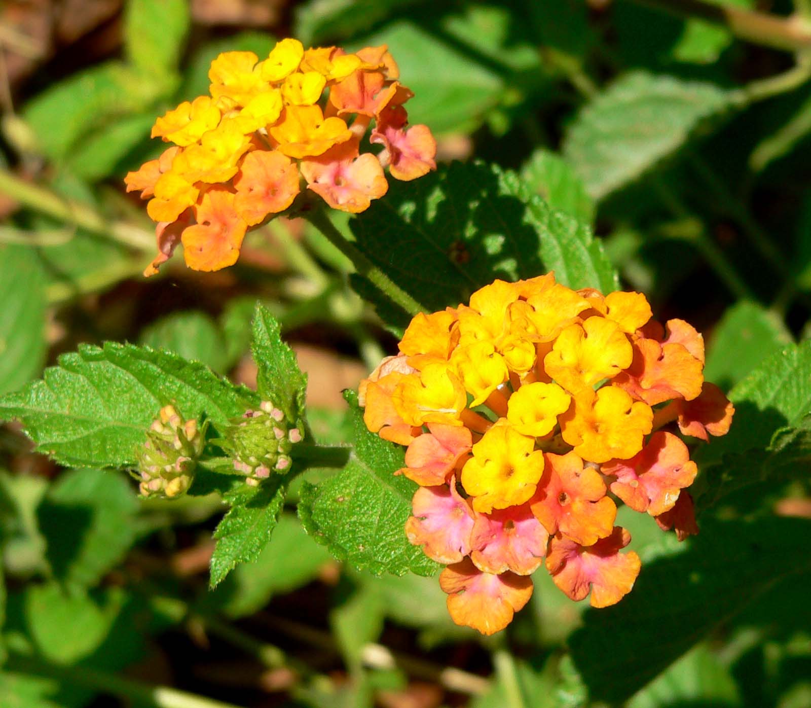 Lantana_x_