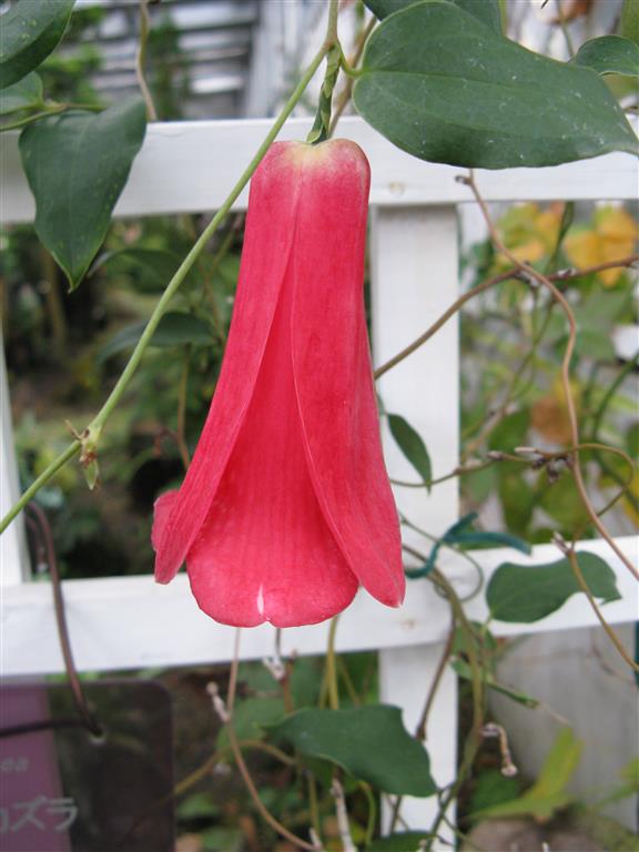 Lapageria_rosea1