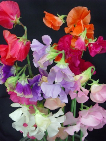 Lathyrus Odoratus