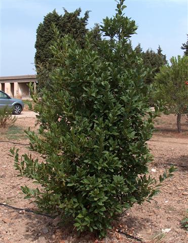 Laurus_nobilis_g1 (Small)