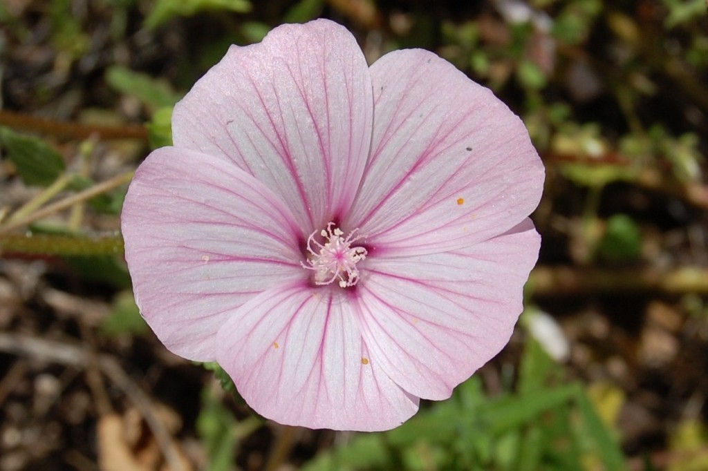 Lavatera trimestris (24)