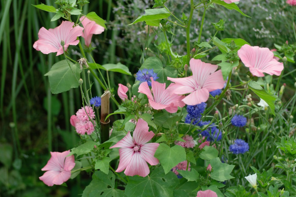 Lavatera-trimestris