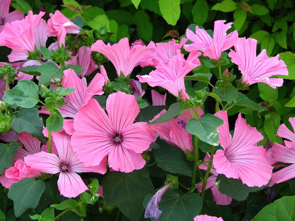 Lavatera trimestris