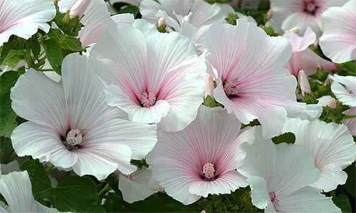 Lavatera trimestris111